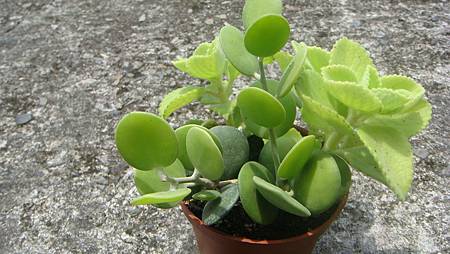 DSC08758.JPG DSC08758.JPG