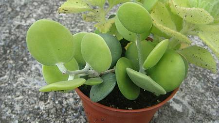 DSC09120.JPG DSC09120.JPG