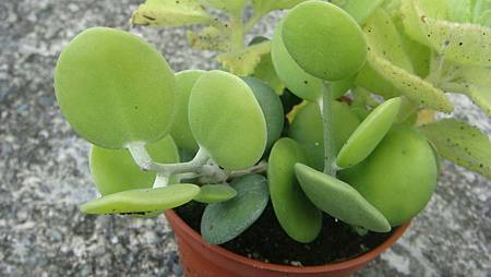 DSC09122.JPG DSC09122.JPG