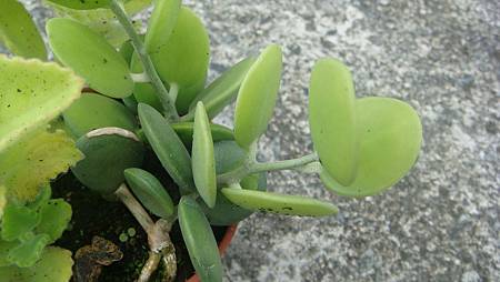 DSC09126.JPG DSC09126.JPG