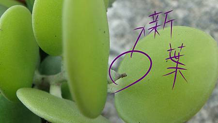 DSC09129.JPG DSC09129.JPG