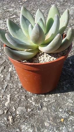 1129 (2).JPG 1129 (2).JPG