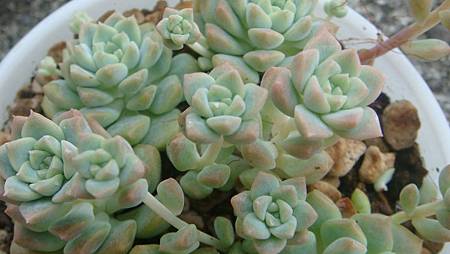 DSC09215.JPG DSC09215.JPG