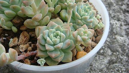 DSC09225.JPG DSC09225.JPG