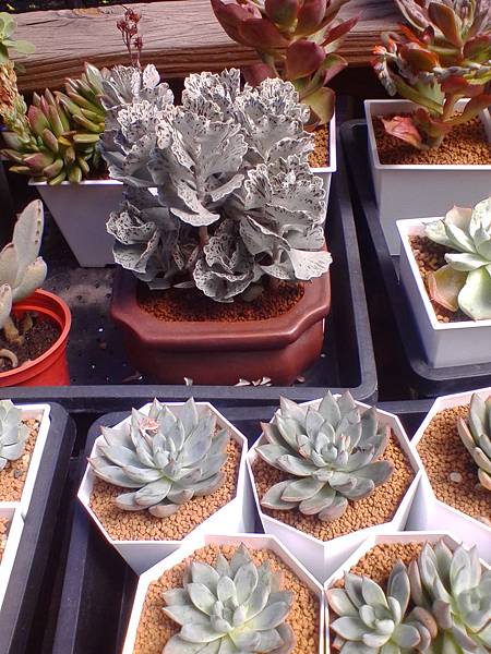 IMG_20160916_101142.jpg IMG_20160916_101142.jpg