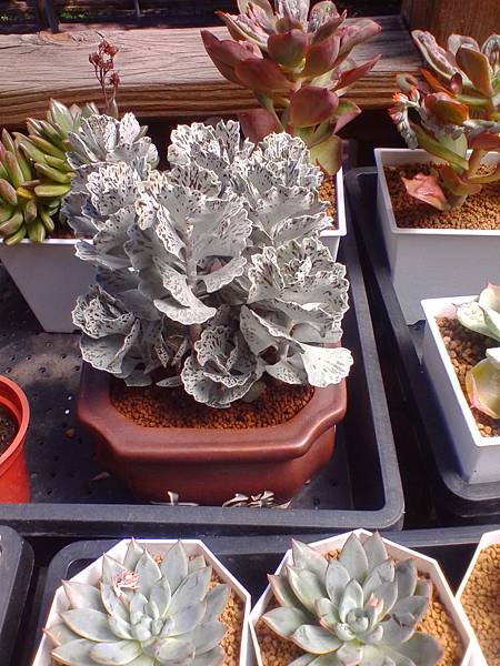 IMG_20160916_101146.jpg IMG_20160916_101146.jpg