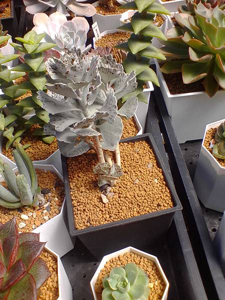 IMG_20160916_101155.jpg IMG_20160916_101155.jpg