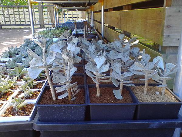 IMG_20160916_101600.jpg IMG_20160916_101600.jpg