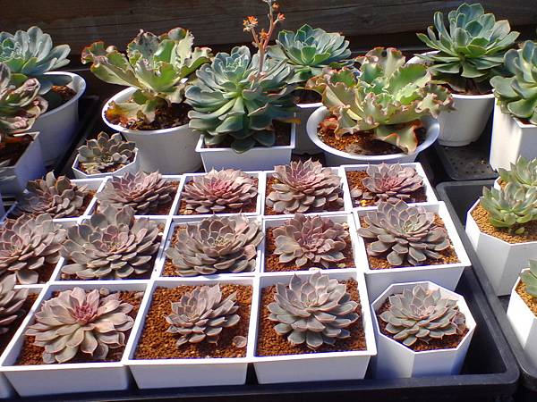 IMG_20160916_101613.jpg IMG_20160916_101613.jpg