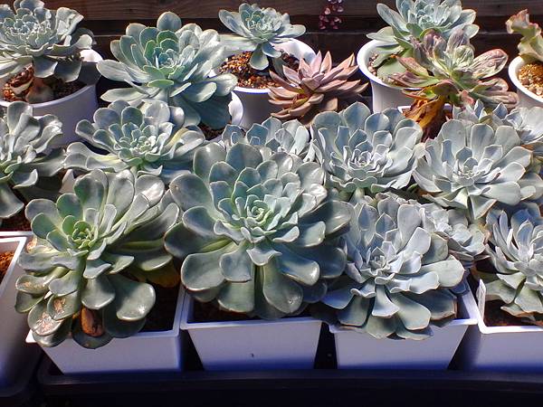 IMG_20160916_101621.jpg IMG_20160916_101621.jpg