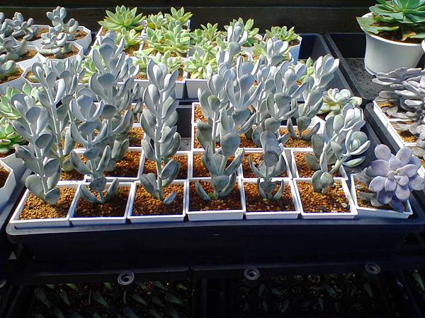 IMG_20160916_101631.jpg IMG_20160916_101631.jpg