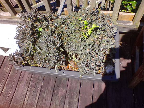 IMG_20160916_101716.jpg IMG_20160916_101716.jpg