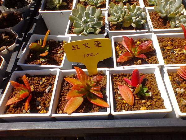 IMG_20160916_101752.jpg IMG_20160916_101752.jpg