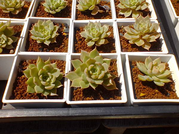 IMG_20160916_101756.jpg IMG_20160916_101756.jpg