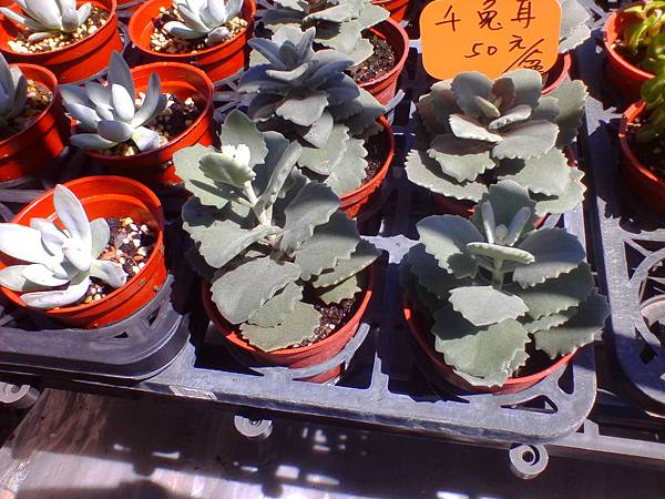 IMG_20160916_101849.jpg IMG_20160916_101849.jpg