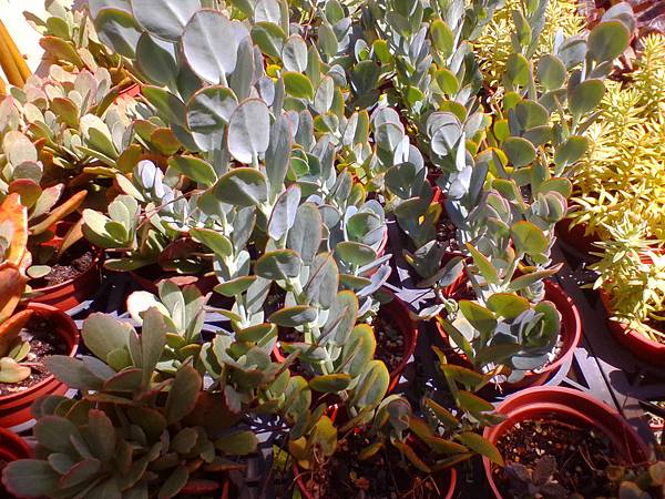 IMG_20160916_101953.jpg IMG_20160916_101953.jpg