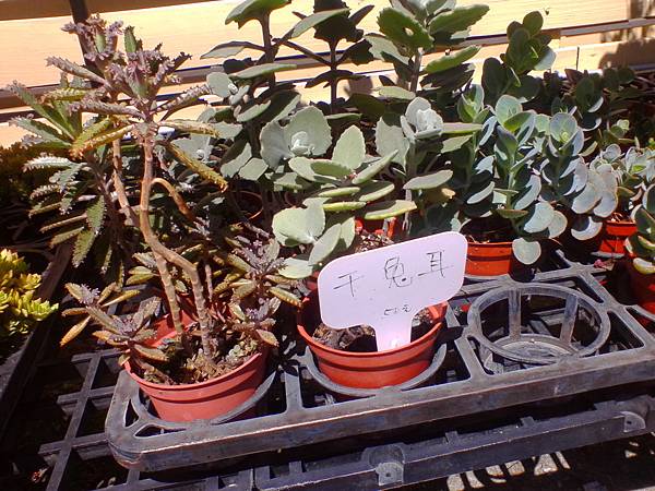 IMG_20160916_102036.jpg IMG_20160916_102036.jpg