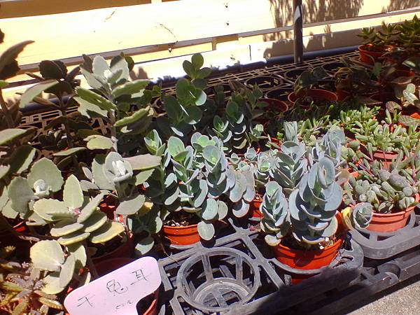 IMG_20160916_102041.jpg IMG_20160916_102041.jpg