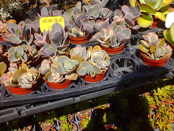 IMG_20160916_102050.jpg IMG_20160916_102050.jpg