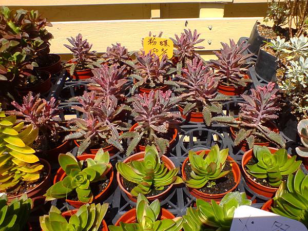 IMG_20160916_102100.jpg IMG_20160916_102100.jpg