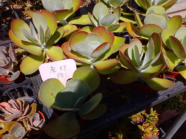 IMG_20160916_102108.jpg IMG_20160916_102108.jpg