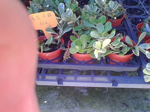 IMG_20160916_102525.jpg IMG_20160916_102525.jpg