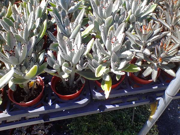 IMG_20160916_102551.jpg IMG_20160916_102551.jpg