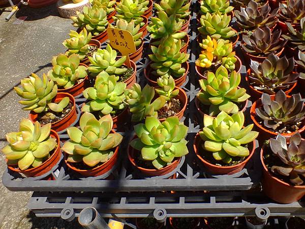 IMG_20160916_102608.jpg IMG_20160916_102608.jpg