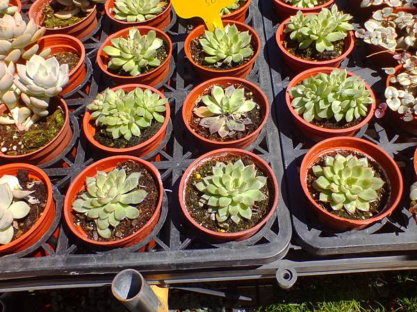 IMG_20160916_102621.jpg IMG_20160916_102621.jpg