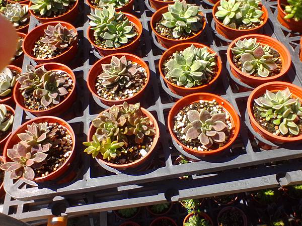 IMG_20160916_102728.jpg IMG_20160916_102728.jpg