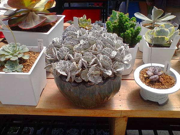 IMG_20160916_105708.jpg IMG_20160916_105708.jpg