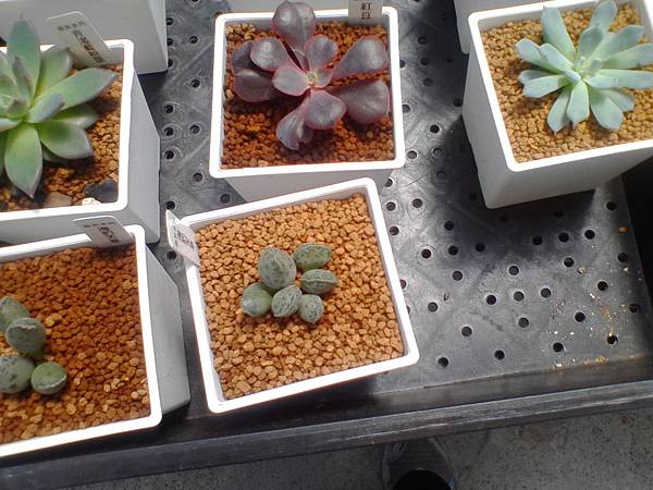 IMG_20160916_105720.jpg IMG_20160916_105720.jpg