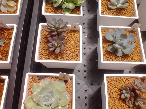 IMG_20160916_105730.jpg IMG_20160916_105730.jpg