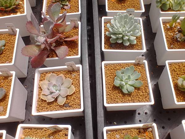 IMG_20160916_105735.jpg IMG_20160916_105735.jpg