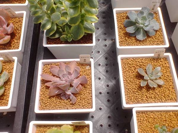 IMG_20160916_105742.jpg IMG_20160916_105742.jpg