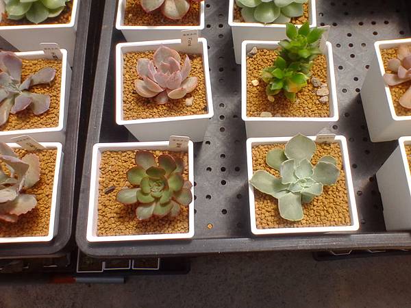 IMG_20160916_105749.jpg IMG_20160916_105749.jpg