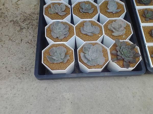 IMG_20160916_105753.jpg IMG_20160916_105753.jpg