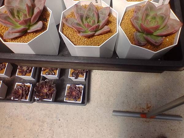 IMG_20160916_105801.jpg IMG_20160916_105801.jpg