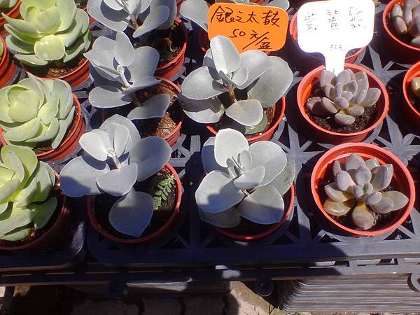 IMG_20160916_110050.jpg IMG_20160916_110050.jpg