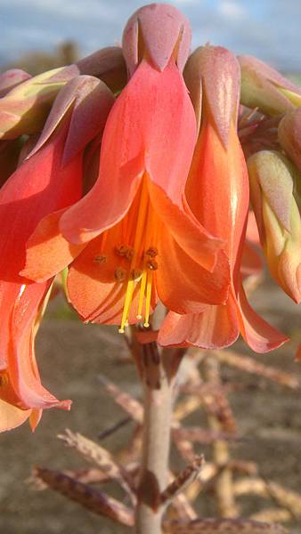 DSC04161.JPG DSC04161.JPG