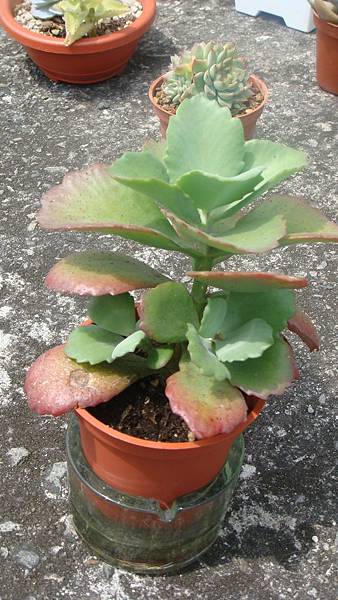 DSC07442.JPG DSC07442.JPG