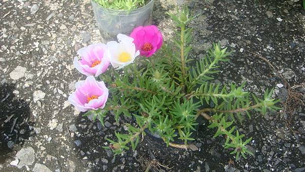 DSC07968.JPG DSC07968.JPG