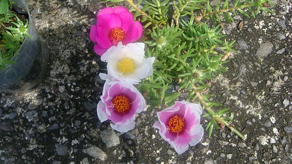 DSC07969.JPG DSC07969.JPG