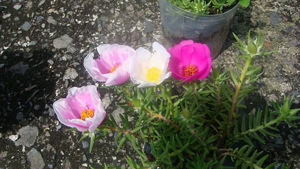 DSC07970.JPG DSC07970.JPG