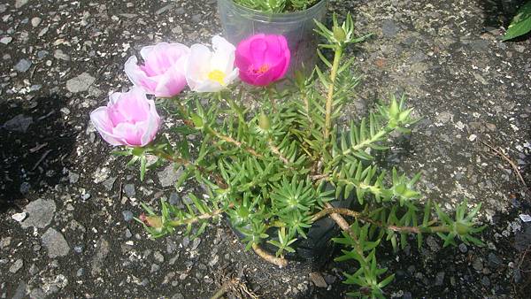 DSC07971.JPG DSC07971.JPG