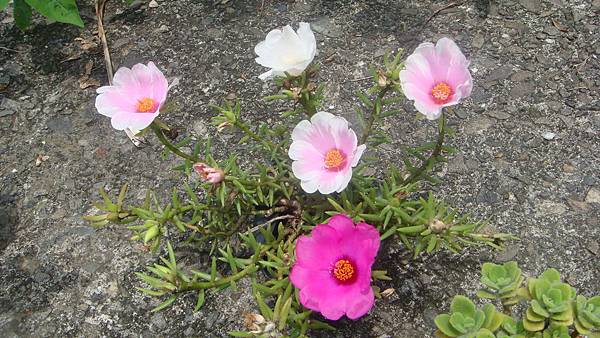 DSC08673.JPG DSC08673.JPG