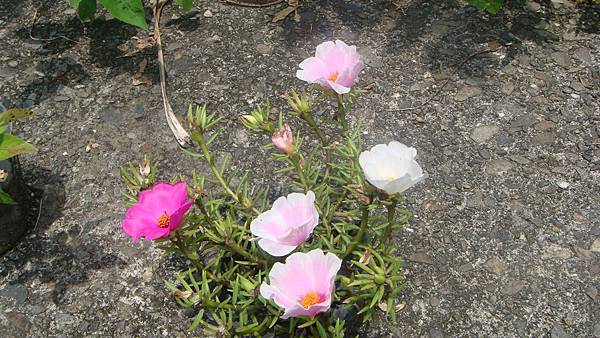 DSC08675.JPG DSC08675.JPG