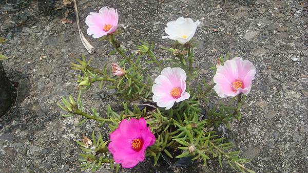 DSC08676.JPG DSC08676.JPG