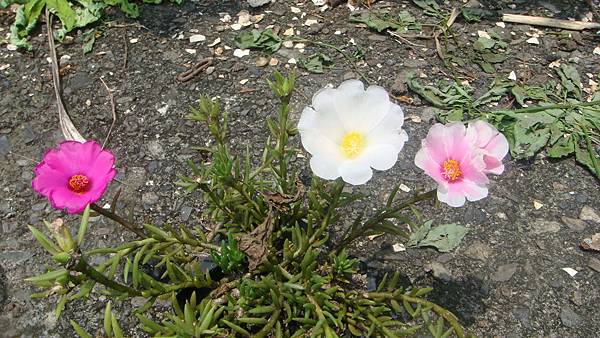 DSC08891.JPG DSC08891.JPG