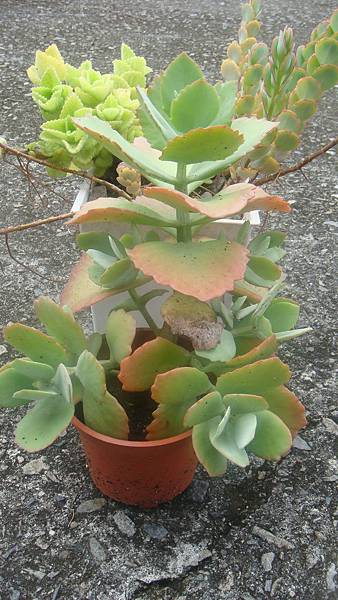 DSC09413.JPG DSC09413.JPG